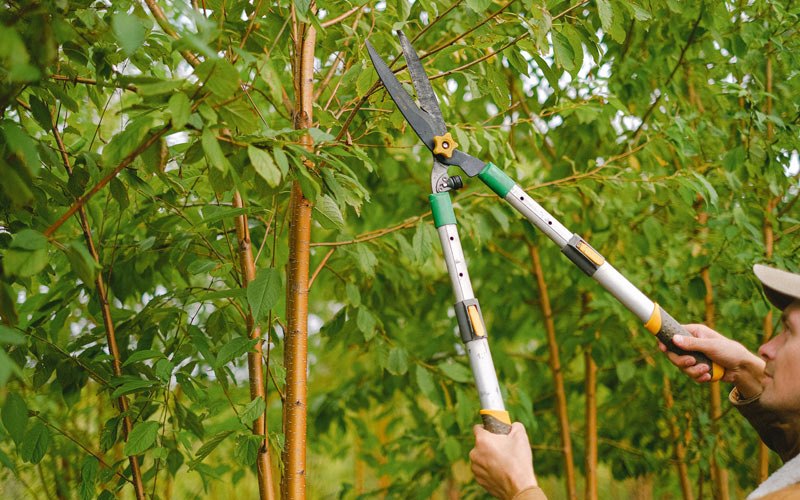 Tree trimming in Duncombe, IA